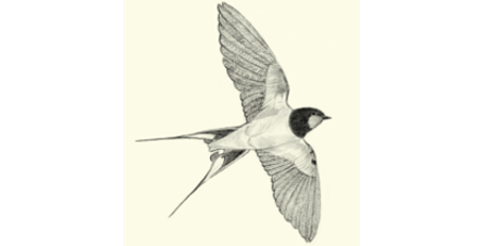 Drawing of a swallow.